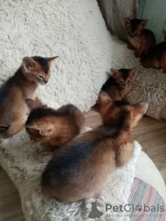 Additional photos: Abyssinian kittens