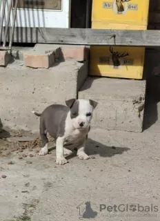 Additional photos: Blue American Staffordshire Terrier puppies