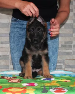 Photo №2 to announcement № 7896 for the sale of german shepherd - buy in Ukraine from nursery