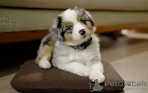 Photo №1. australian shepherd - for sale in the city of Helsinki | negotiated | Announcement № 122043