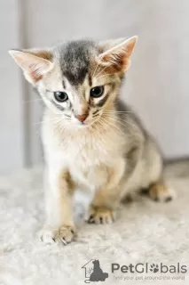 Photo №2 to announcement № 14924 for the sale of abyssinian cat - buy in Ukraine breeder