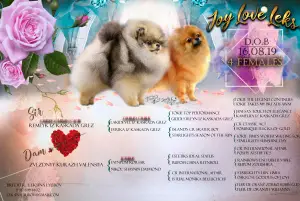 Photo №4. I will sell pomeranian in the city of Kazan. from nursery - price - Negotiated