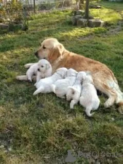 Photo №1. golden retriever - for sale in the city of Berlin | Is free | Announcement № 61394