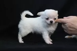 Photo №2 to announcement № 6446 for the sale of chihuahua - buy in Ukraine private announcement, from nursery, breeder