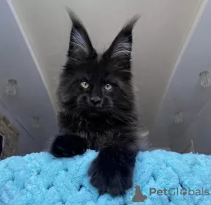 Photo №3. Maine coon kitten. United States