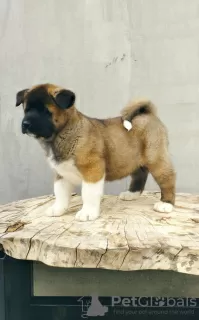 Additional photos: American Akita puppies