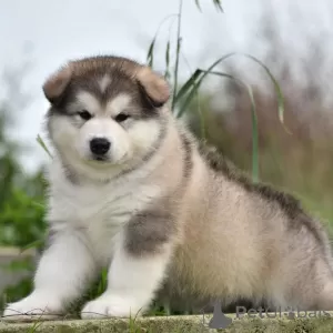 Photo №1. alaskan malamute - for sale in the city of Tel Aviv | negotiated | Announcement № 83991