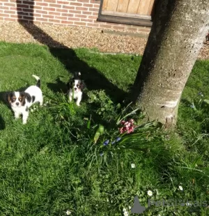 Photo №3. Cavalier King Charles Spaniel puppies for sale. Germany