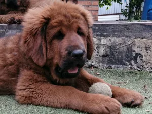 Additional photos: Tibetan mastiff