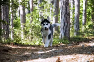 Additional photos: High-breed puppies of the Siberian Husky breed