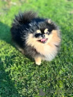 Additional photos: Beautiful Pomeranian x Chorkie Puppies