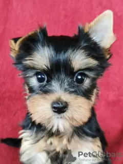 Photo №2 to announcement № 78522 for the sale of yorkshire terrier - buy in Lithuania private announcement