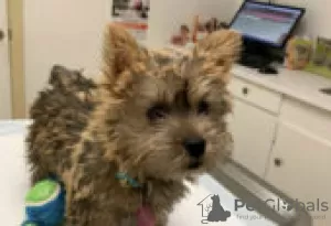 Photo №3. Affordable Norwich Terrier Puppies for sale. Germany