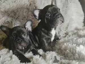 Photo №1. french bulldog - for sale in the city of Кортрейк | Is free | Announcement № 121234