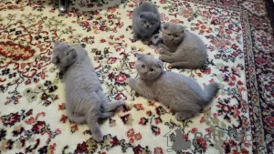 Additional photos: Scottish fold kitten