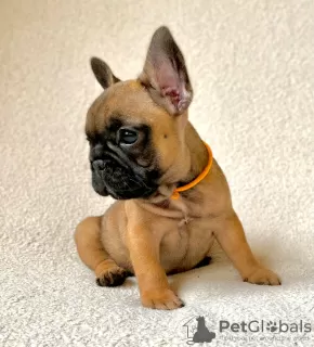 Photo №1. french bulldog - for sale in the city of Москва | 651$ | Announcement № 69138