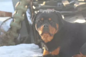 Photo №1. rottweiler - for sale in the city of Penza | Negotiated | Announcement № 5847