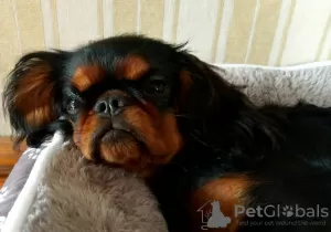 Photo №2 to announcement № 70233 for the sale of cavalier king charles spaniel - buy in Belarus private announcement