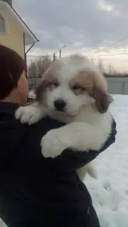 Photo №3. Pyrenean Mountain Dog Puppies. Russian Federation