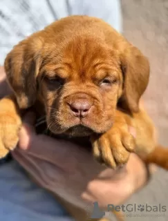 Photo №4. I will sell dogue de bordeaux in the city of Smederevo. private announcement - price - negotiated