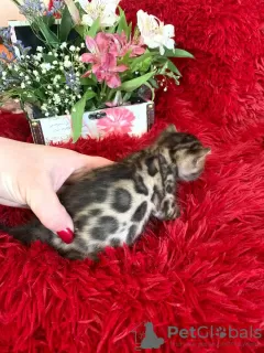 Additional photos: Bengal kittens