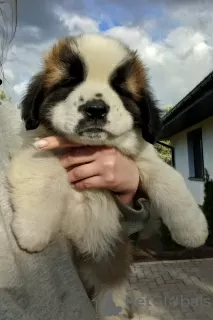 Additional photos: Moscow Guard Dog with Pedigree - puppies