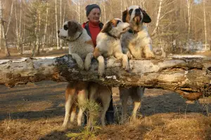 Additional photos: St. Bernard puppies for sale (girls)