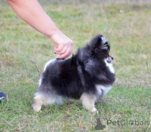 Photo №3. We present a garnet of Pomeranian spitz.. Ukraine