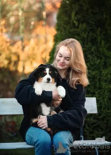 Additional photos: Australian Shepherd (Aussie) puppies