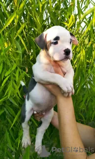 Photo №4. I will sell american staffordshire terrier in the city of Paris. breeder - price - 951$