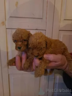 Photo №2 to announcement № 88913 for the sale of poodle (royal), poodle (dwarf) - buy in Serbia breeder