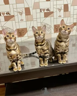 Photo №2 to announcement № 30207 for the sale of bengal cat - buy in Russian Federation from nursery, breeder