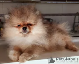 Photo №2 to announcement № 36898 for the sale of pomeranian - buy in Serbia breeder