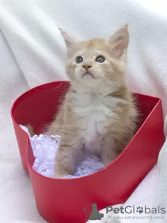 Additional photos: Maine Coon with documents