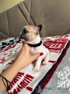 Additional photos: French bulldog puppies