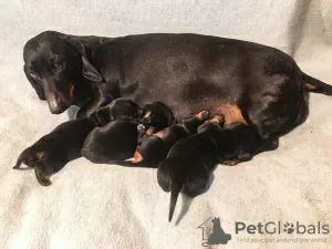 Additional photos: Standard shorthaired dachshund puppies