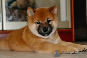 Photo №1. shiba inu - for sale in the city of Nizhny Novgorod | negotiated | Announcement № 117462