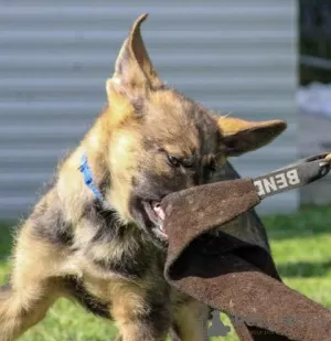 Additional photos: German Shepherd puppies