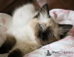 Photo №2 to announcement № 37126 for the sale of ragdoll - buy in United States 