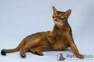 Additional photos: Zhorik is a young Abyssinian cat.