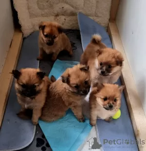 Photo №2 to announcement № 126701 for the sale of pomeranian - buy in United States 