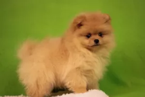 Photo №2 to announcement № 5293 for the sale of pomeranian - buy in Russian Federation from nursery