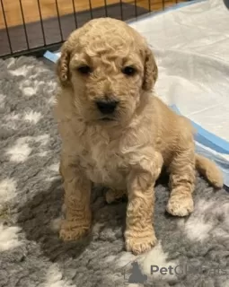 Photo №3. AJ Adorable Mini Goldendoodle pups. United States