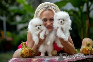 Additional photos: High quality Pomeranian puppies