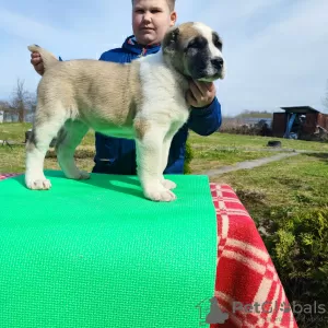 Additional photos: Central Asian shepherd dog Alabai Alabai SAO