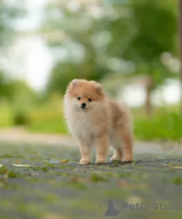 Photo №1. pomeranian - for sale in the city of Mogilyov | 500$ | Announcement № 69819