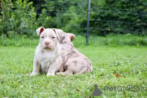 Additional photos: American Bully pocket merle