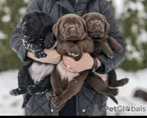 Photo №1. labrador retriever - for sale in the city of Minsk | 700$ | Announcement № 82315