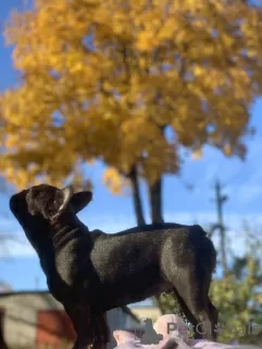 Additional photos: French bulldog girl, chocolate