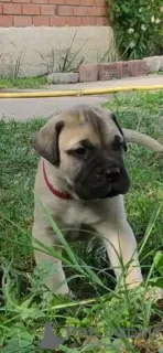 Additional photos: Bullmastiff puppies